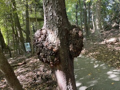 Agrobacterium radiobacter