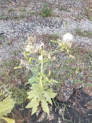 Erechtites hieraciifolius