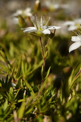 Facchinia lanceolata