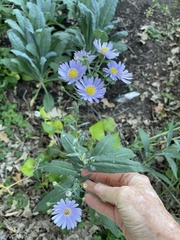 Symphyotrichum laeve