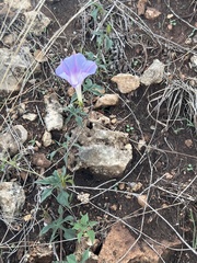 Ipomoea lindheimeri