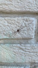 Dicranopalpus ramosus