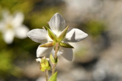 Facchinia lanceolata