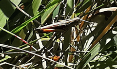 Omocestus