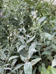 Symphyotrichum laeve