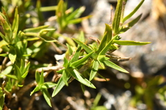 Facchinia lanceolata