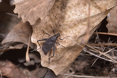 Meloimorpha japonica