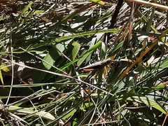 Omocestus