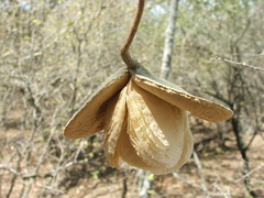 Aspidosperma quebracho-blanco