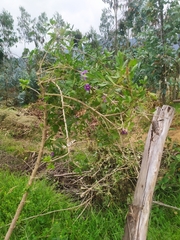 Lycianthes