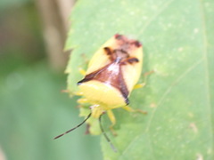 Elasmostethus atricornis