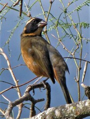 Saltator aurantiirostris