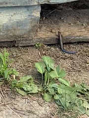 Plestiodon fasciatus