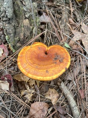 Ganoderma