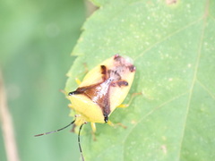 Elasmostethus atricornis