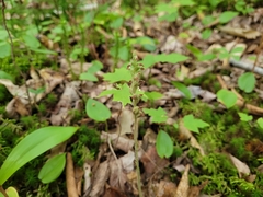 Goodyera repens