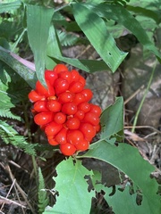 Arisaema triphyllum