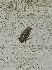 Xestocephalus