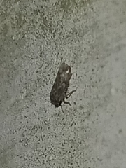 Xestocephalus