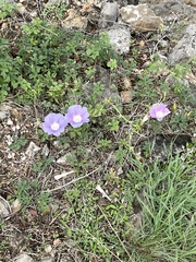 Ipomoea lindheimeri
