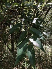 Deutzia pulchra