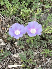 Ipomoea lindheimeri