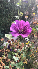 Malva sylvestris