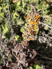 Manulea tomentosa