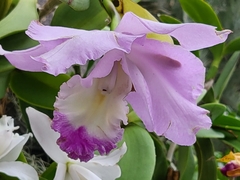 Cattleya trianae