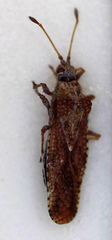 Tingidae