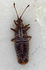 Tingidae