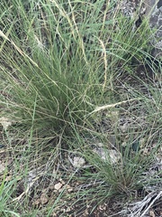 Aristida