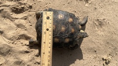 Gopherus berlandieri