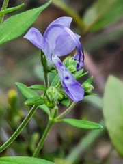 Trichostema dichotomum