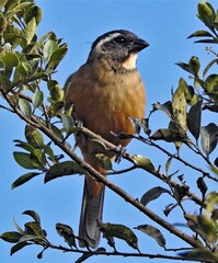 Saltator aurantiirostris