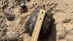 Gopherus berlandieri