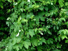 Humulus lupulus