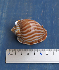 Phalium flammiferum