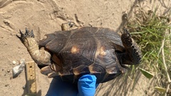 Gopherus berlandieri