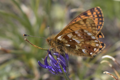 Boloria napaea