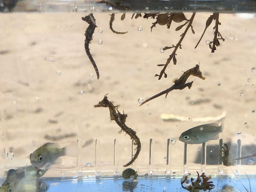 Crowned seahorse (Hippocampus coronatus) — Syngnathidae — 4