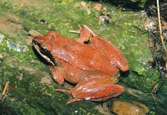 Rana pyrenaica