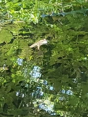 Lithobates clamitans
