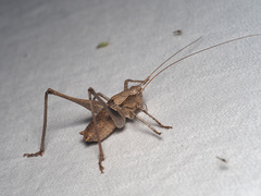 Tettigoniinae
