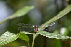 Rhodothemis rufa