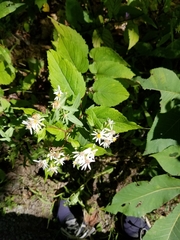 Eurybia divaricata