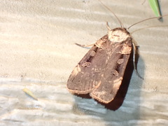 Pseudohermonassa bicarnea