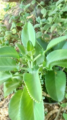 Kalanchoe laetivirens