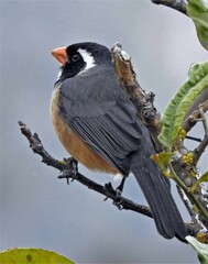 Saltator aurantiirostris
