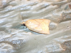 Cenopis reticulatana